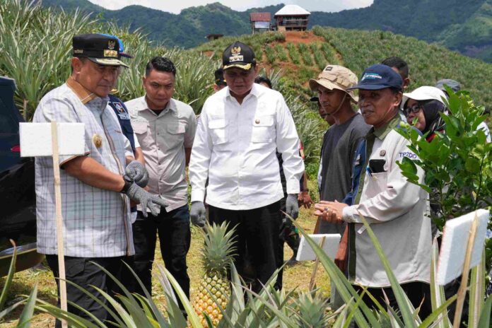 Pj Gubernur Tanam – Panen Nanas di Barru, Dorong Produksi Hingga 1.000 Hektare